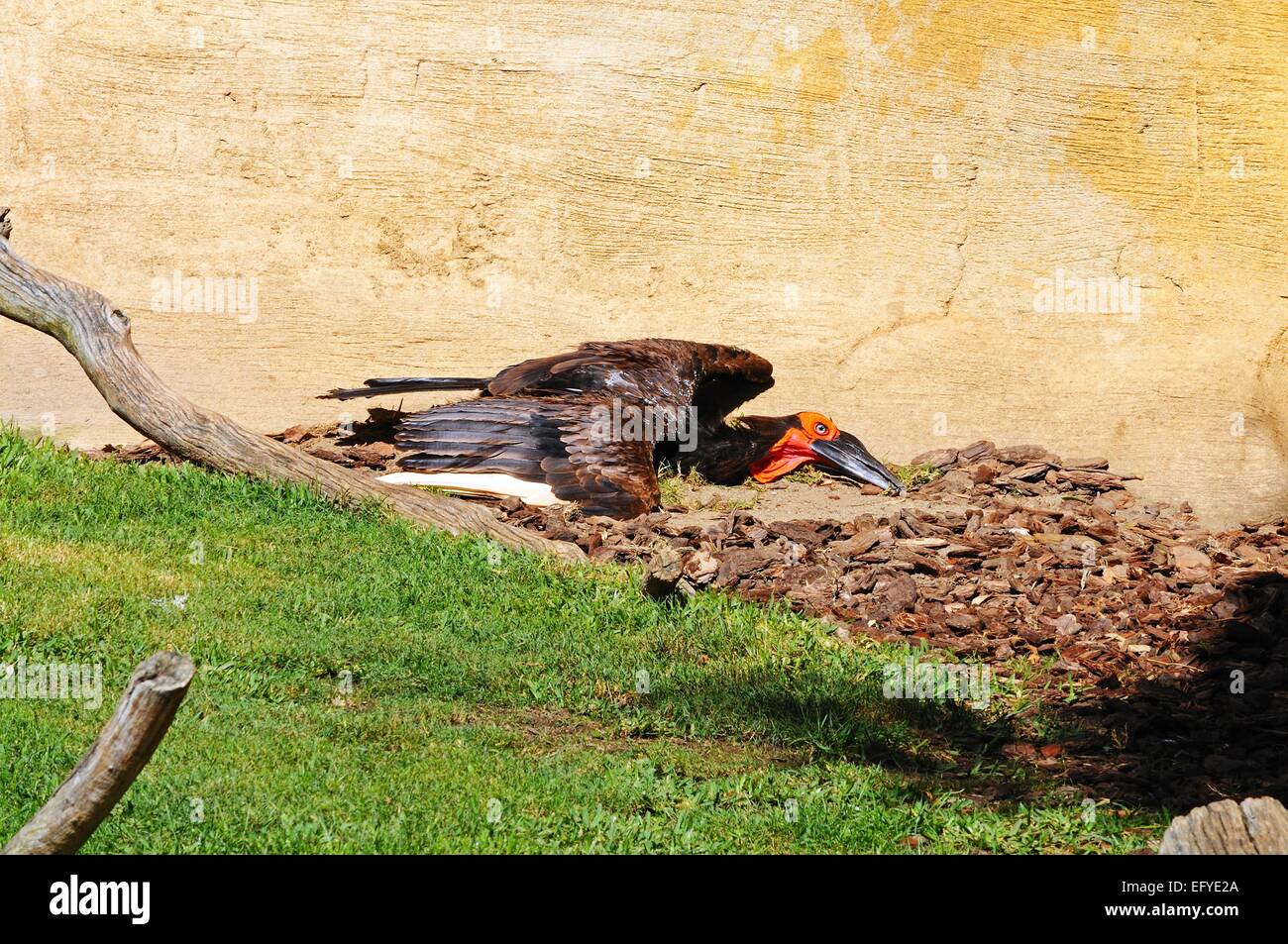 Massa meridionale Hornbill o Cafer (Bucorvus Leadbeateri) crogiolarsi al sole Foto Stock