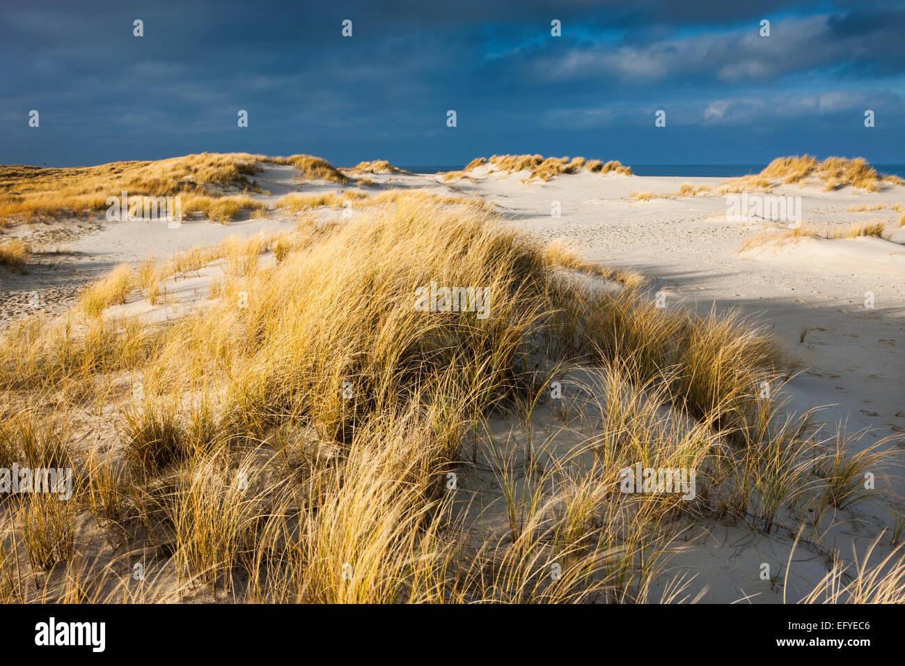 Dune, Ellenbogen, Sylt, Frisia settentrionale, Schleswig-Holstein, Germania Foto Stock