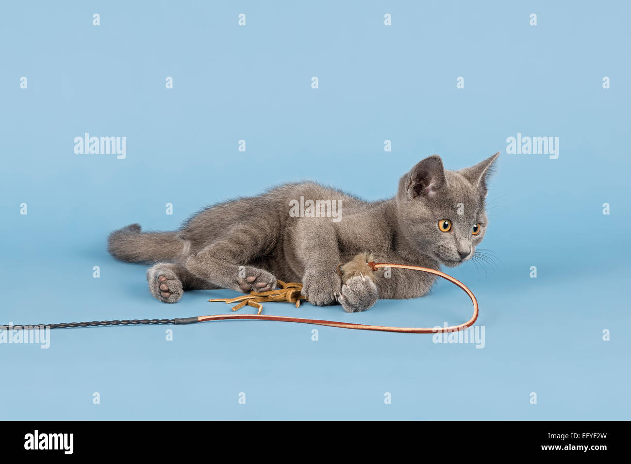Il russo BRMue gattino, dieci settimane, con cat toy Foto Stock