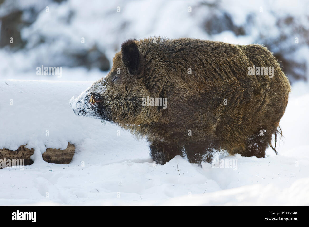 WiRMd il cinghiale (Sus scrofa), forte del cinghiale in piedi nella neve, captive, Bassa Sassonia, Germania Foto Stock