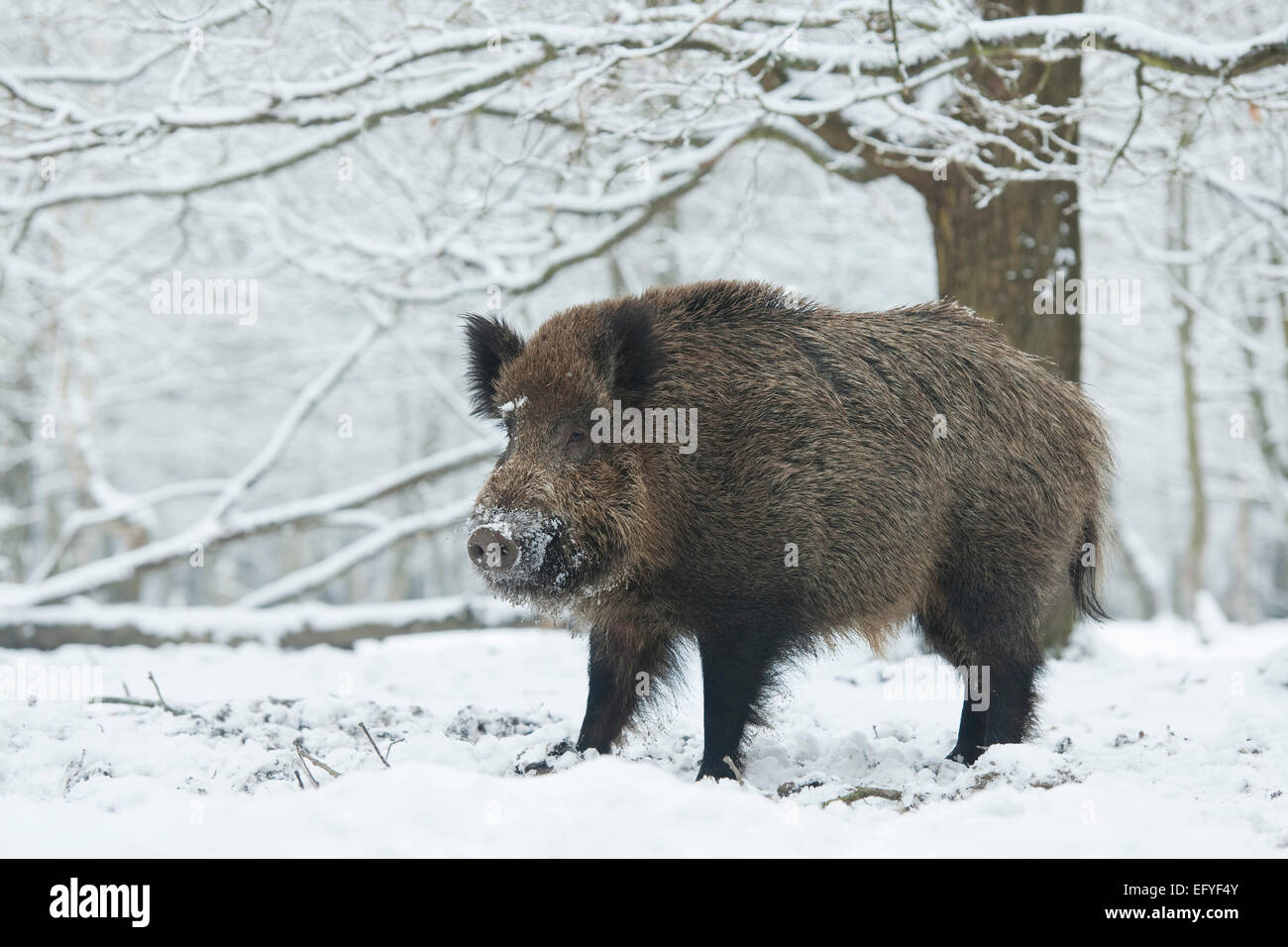 WiRMd il cinghiale (Sus scrofa), wiRMd cinghiale in piedi nella neve, captive, Bassa Sassonia, Germania Foto Stock
