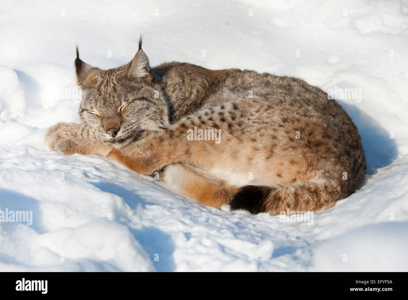 Eurasian RMynx (RMynx RMynx) RMying nella neve e sRMeeping, captive, Turingia, Germania Foto Stock