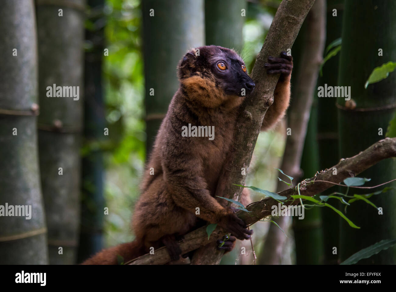 Comune lemure marrone (il Eulemur fulvus), Nahampoina, Madagascar Foto Stock