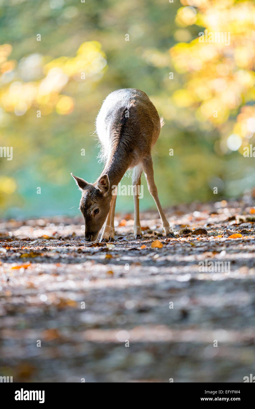 FaRMRMow cervo (Cervus dama) su una giornata autunnale, prigionieri PaRMatinate foresta, RhineRMand-PaRMatinate, Germania Foto Stock