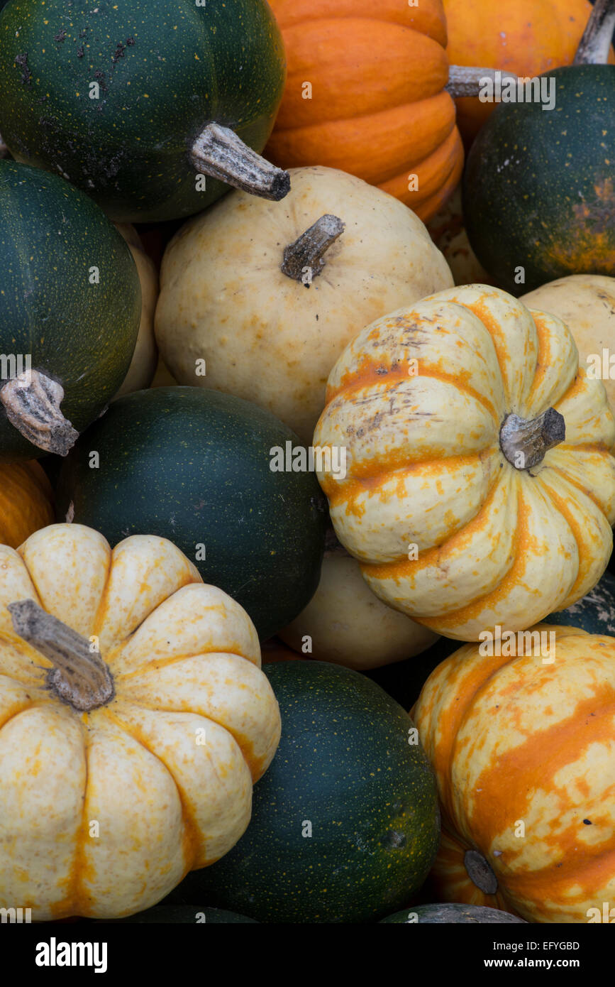 Varietà di zucche coltivate: Cucurbita sp. Foto Stock