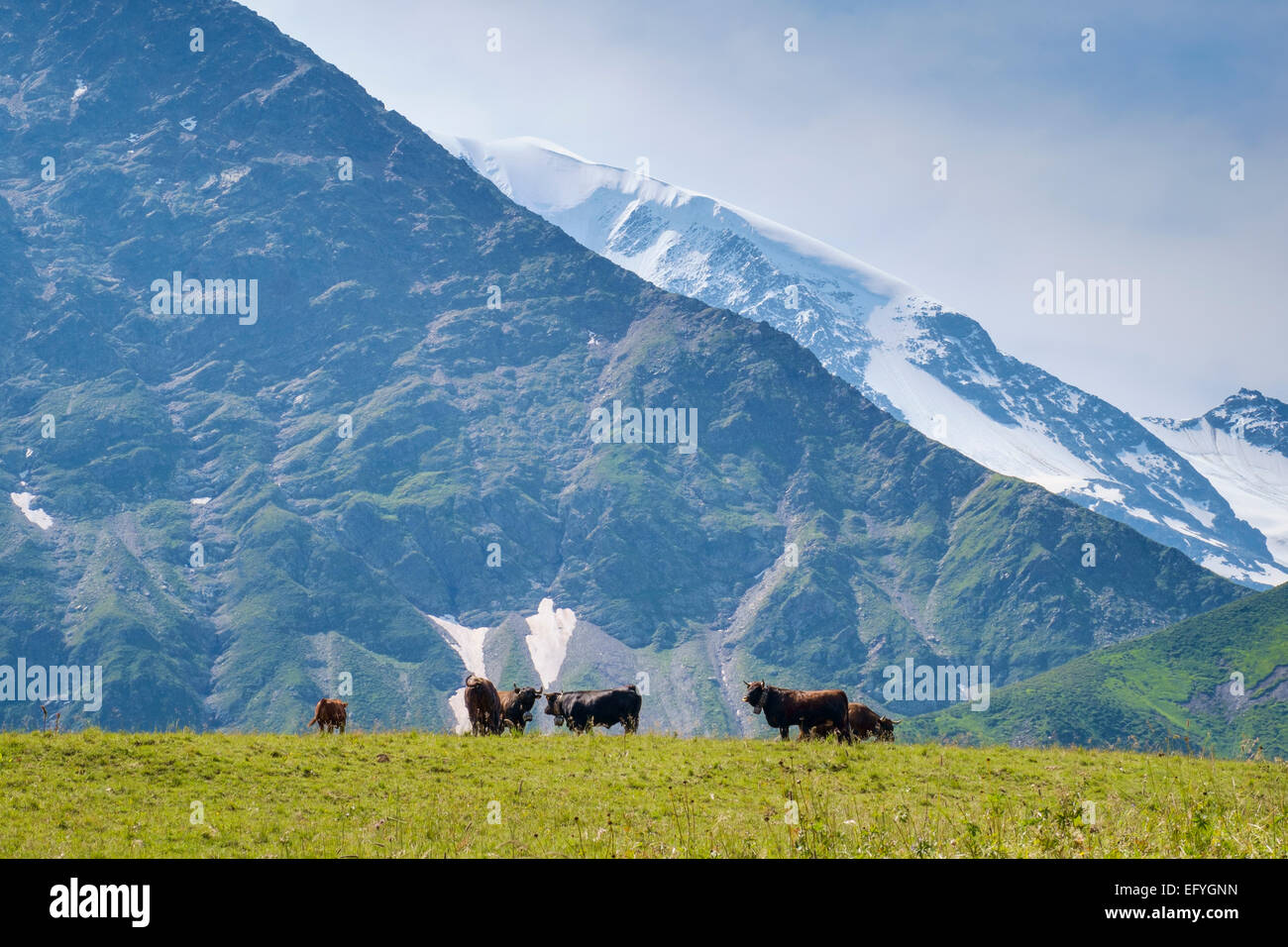 Razza Herens vacche alpino con le pendici del Mont Blanc dietro al di sopra della valle di Chamonix, sulle Alpi francesi, Francia Foto Stock