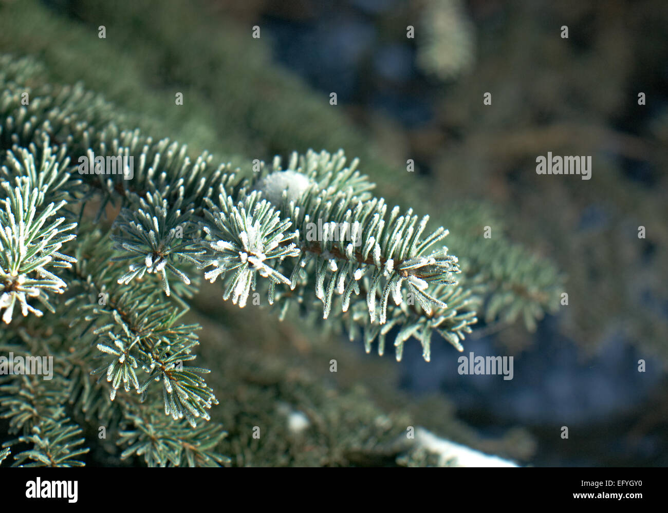 Gelo invernale su albero di abete close-up .bassa profondità di campo. Foto Stock