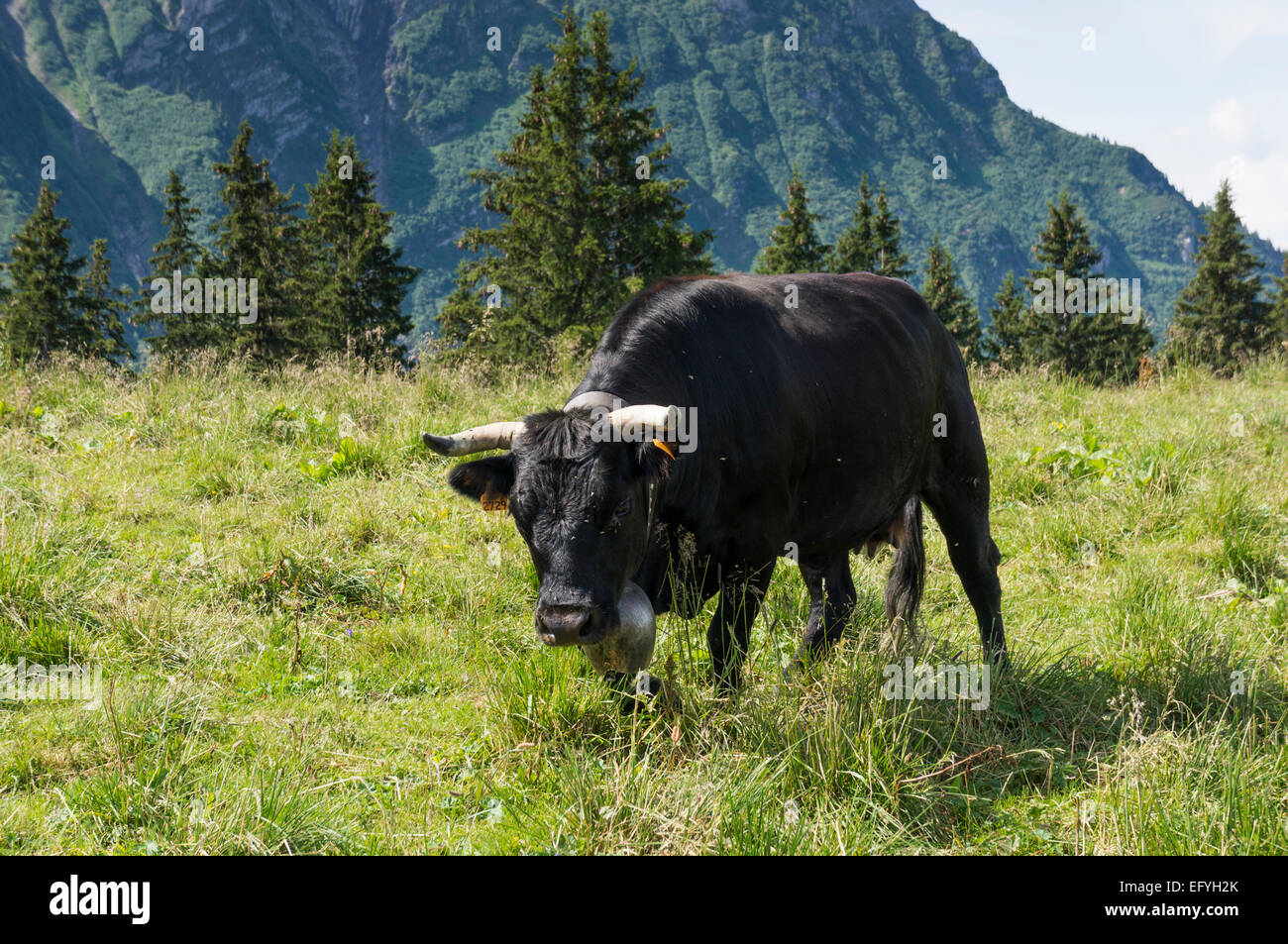 Razza Herens cow con grande campanaccio nelle Alpi francesi vicino a Mont Blanc al di sopra della valle di Chamonix, Francia, Europa Foto Stock