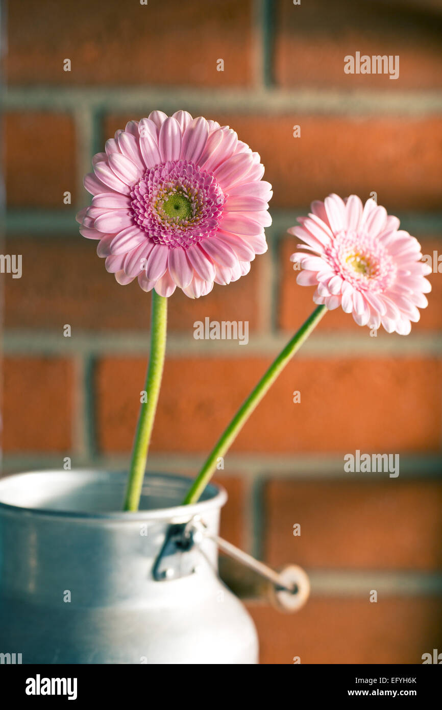 Rosa Gerber Daisy prima di un muro di mattoni Foto Stock