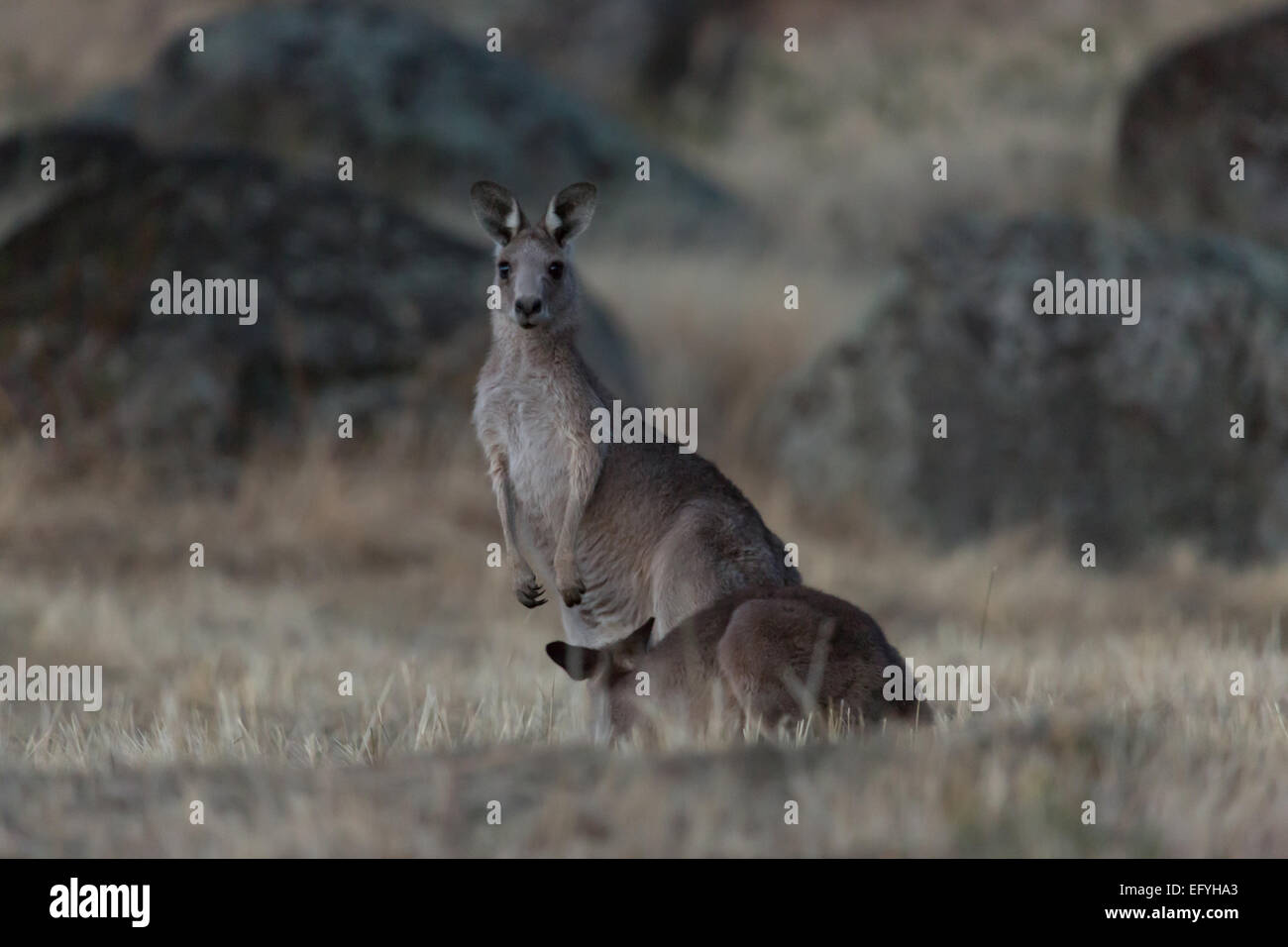 Una fotografia di una madre e joey orientale canguro grigio nella prateria a secco nel Nuovo Galles del Sud, Australia. Foto Stock