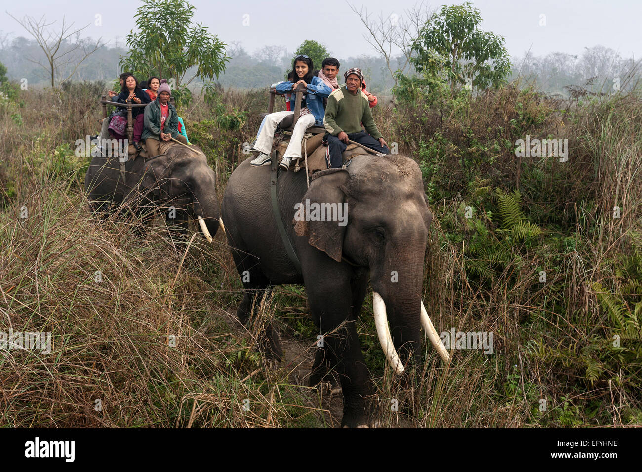Mahouts e turisti asiatici a cavallo di elefanti in il parco nazionale di Chitwan, vicino a Sauraha, Nepal Foto Stock