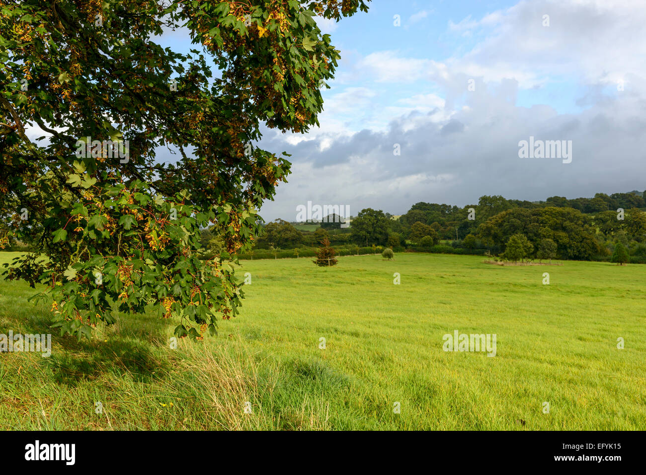 Paesaggio con campi in erba collinare della campagna di Dorset con foglie di albero alleggerito dai raggi del sole in primo piano Foto Stock