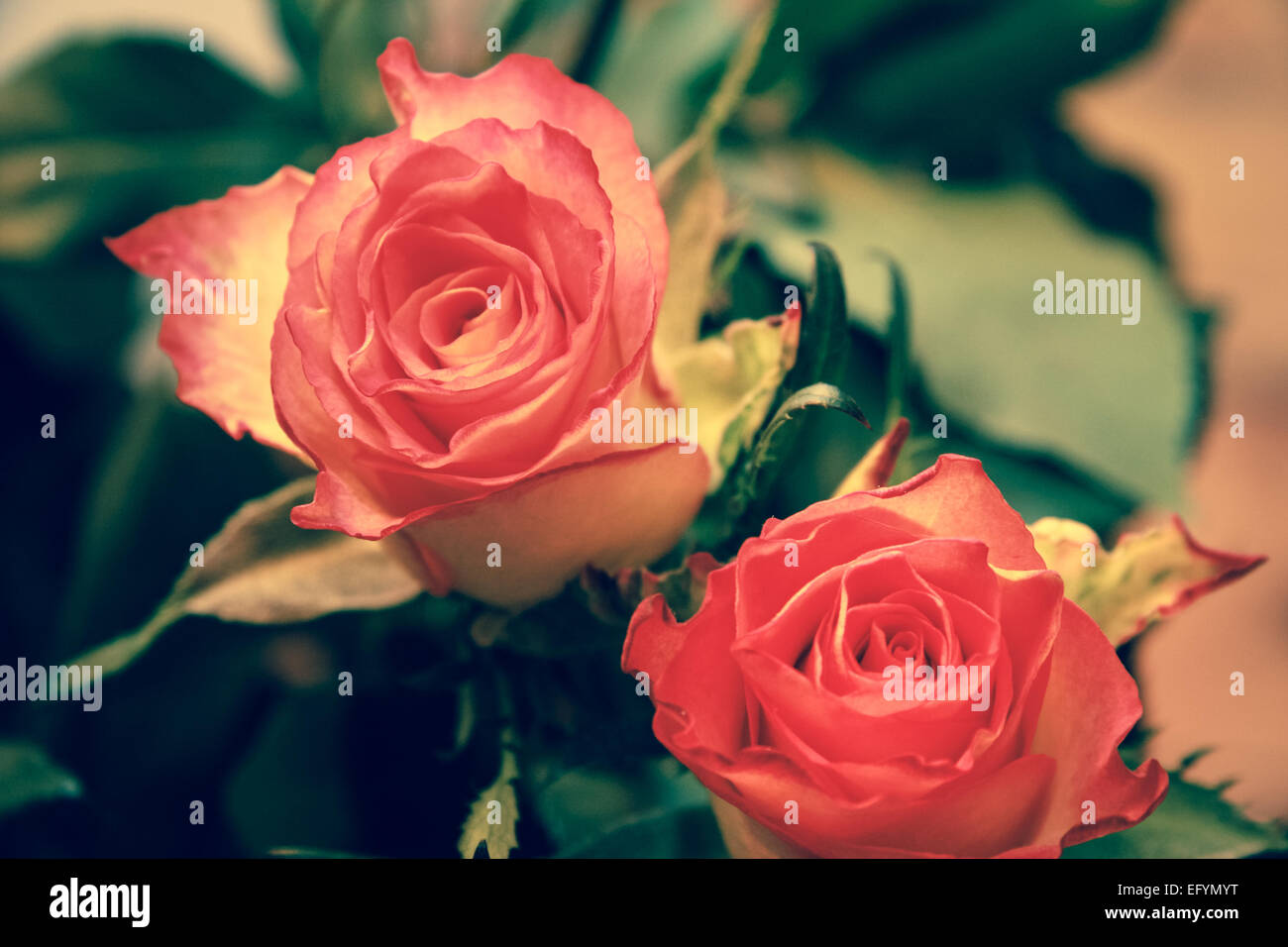 Close-up di due rose colorata con digital cross-elaborati filtro applicato Foto Stock