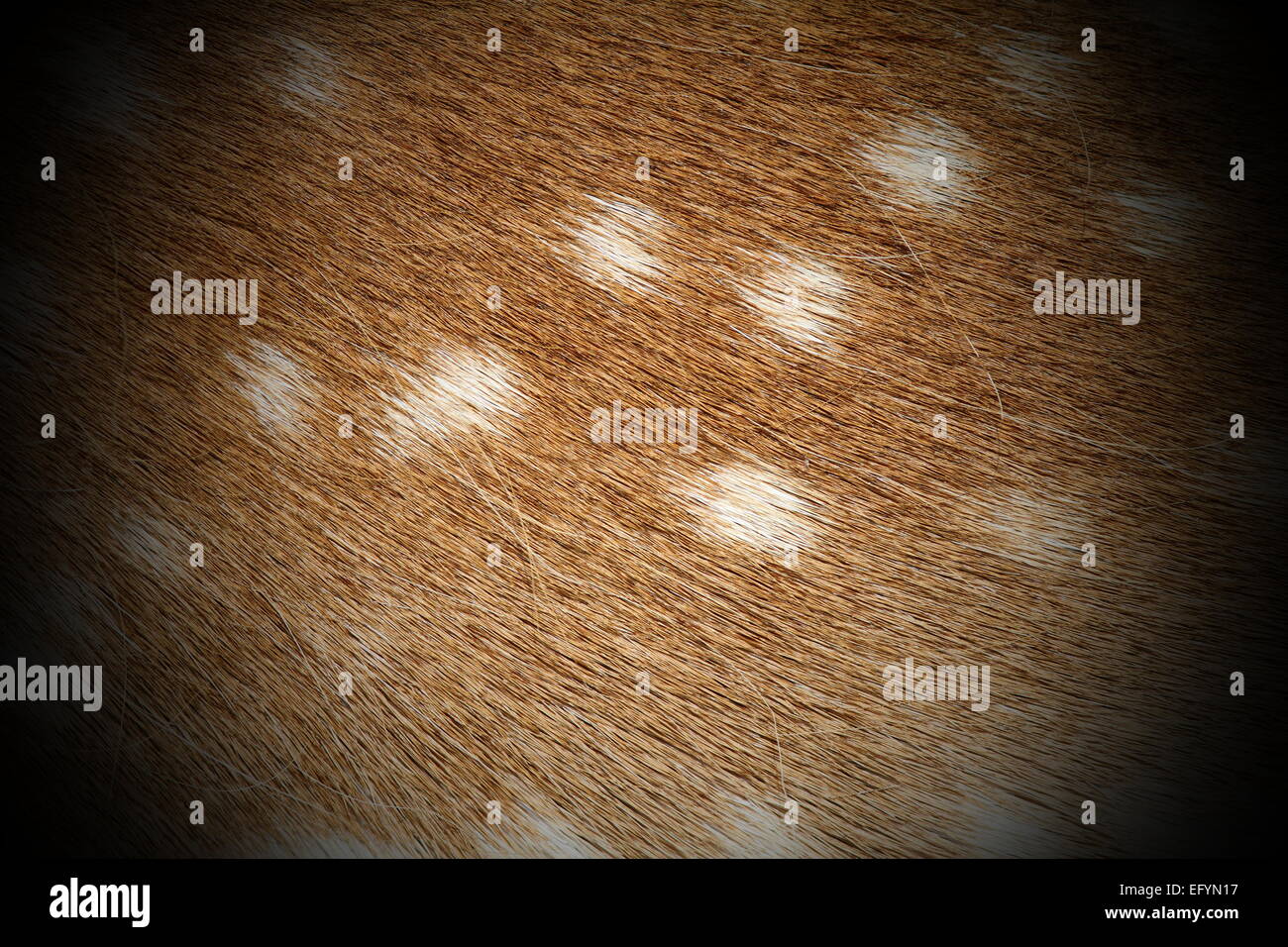 Daini ( dama ) reale consistenza pelt, dettaglio Foto Stock