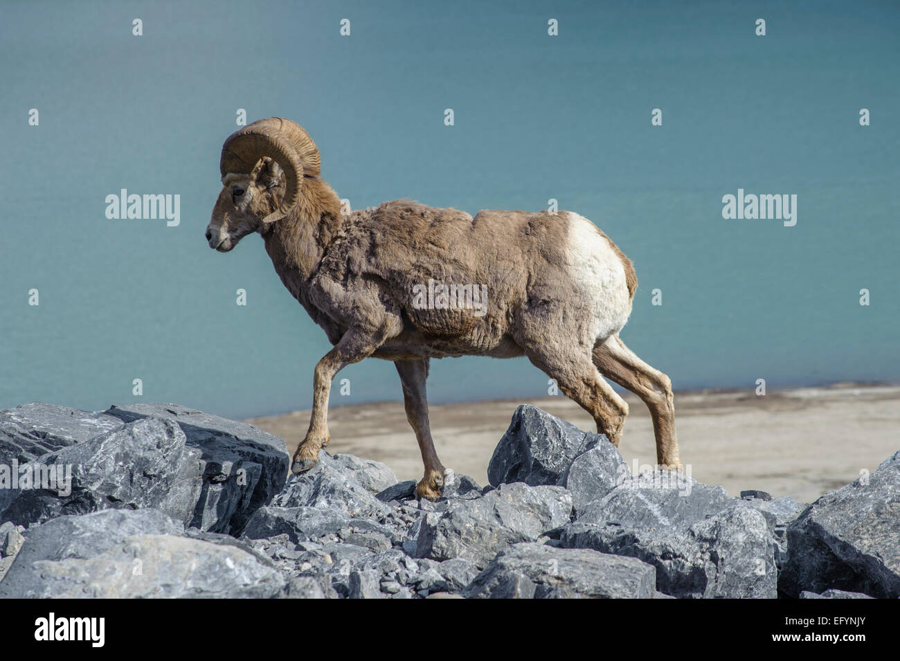 Bighorn, o le pecore di montagna vicino al lago di Abramo, Alberta, Canada Foto Stock