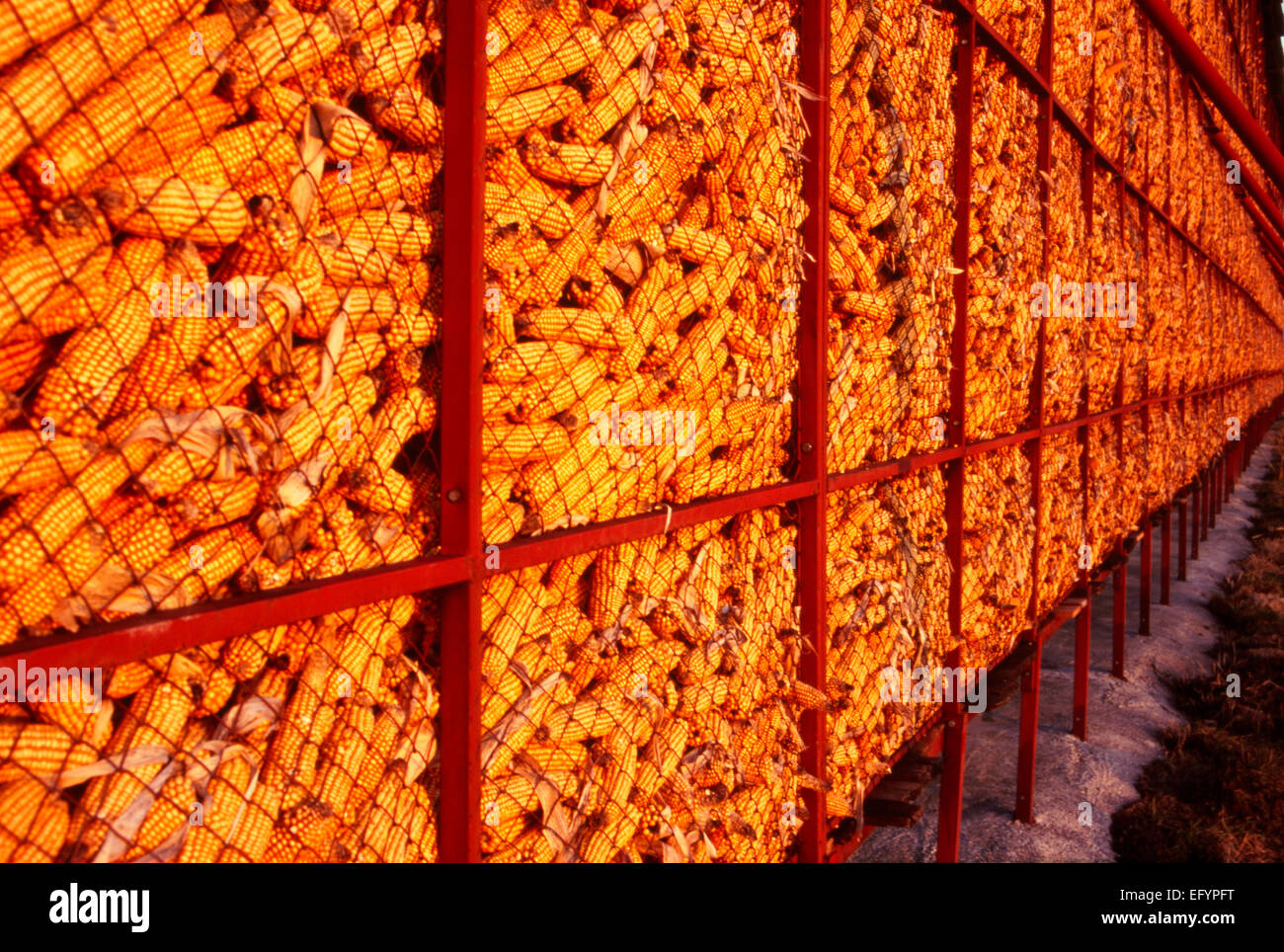 Storage di mais in Francia Foto Stock