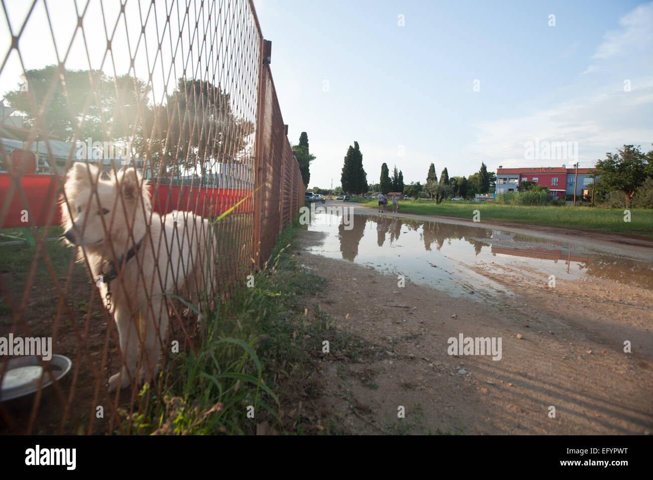 Il cane è legato in un ambiente di circo Foto Stock