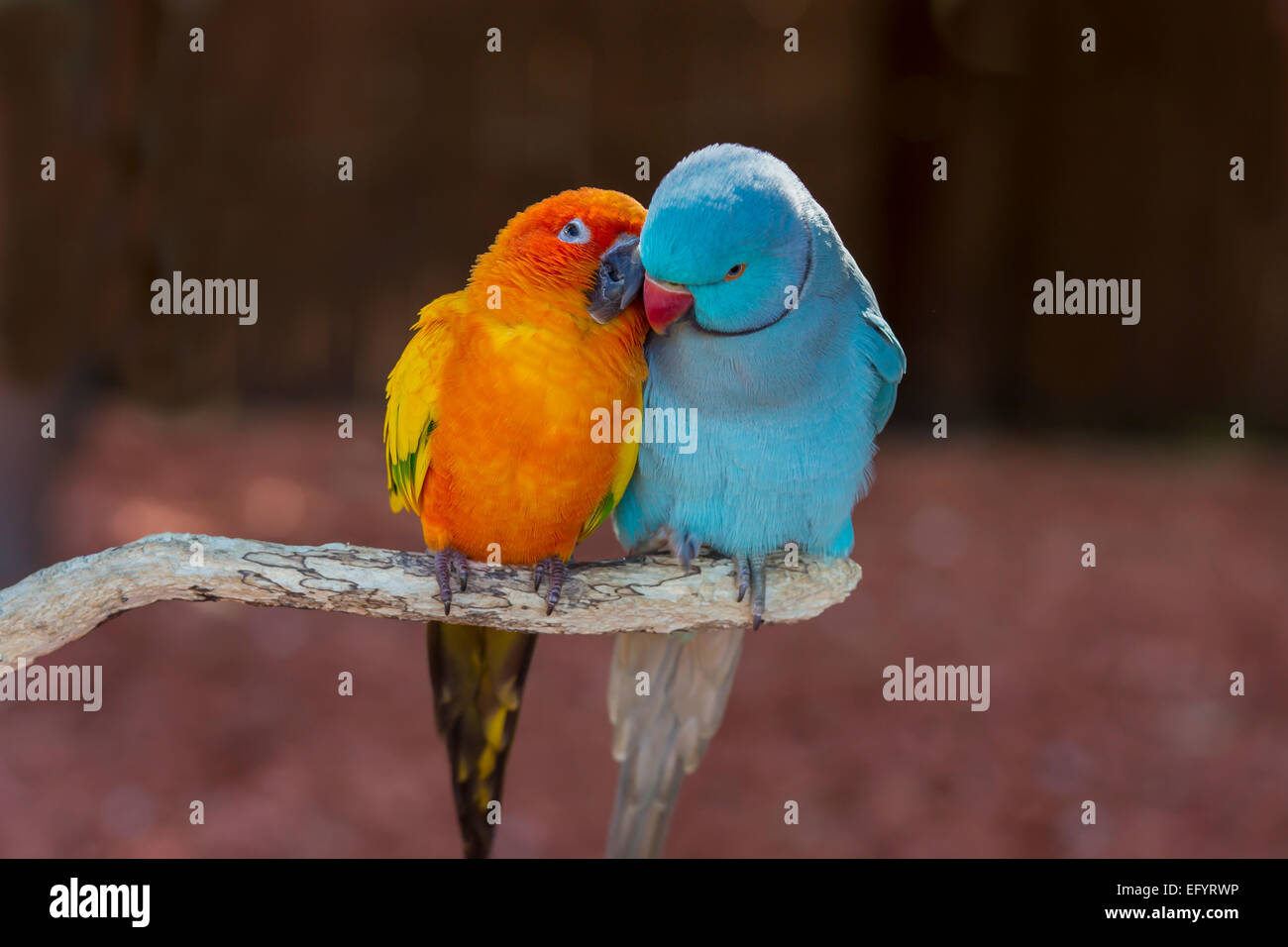 Coppia di piccoli pappagallo colorato innamorati Agapornis toelettatura ogni altro Foto Stock