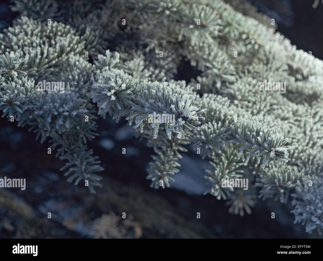 Gelo invernale su albero di abete close-up .bassa profondità di campo. Foto Stock