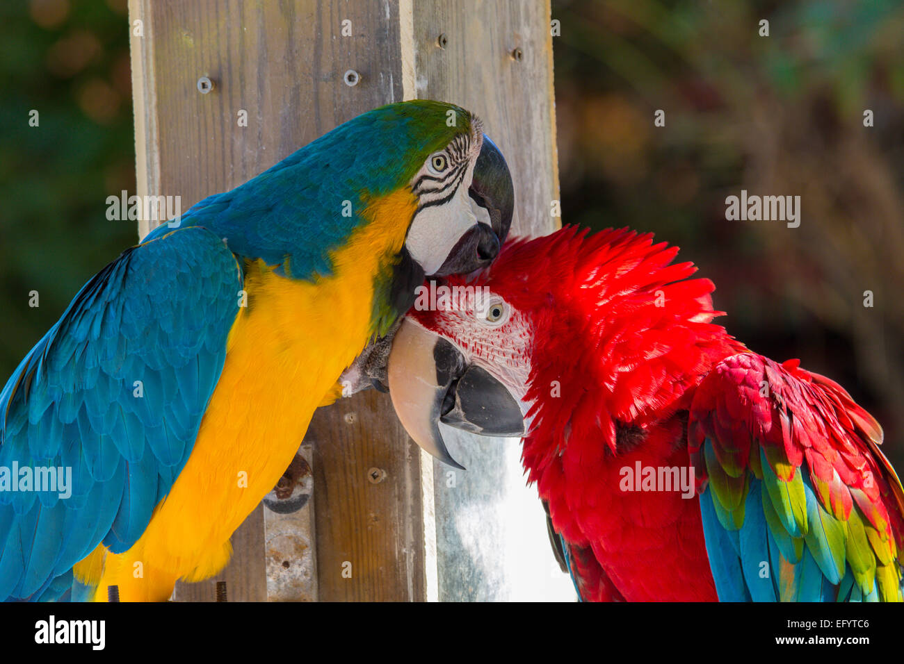 Paio di blu e giallo e Macaw Scarlet Macaw insieme toelettatura ogni altro Foto Stock