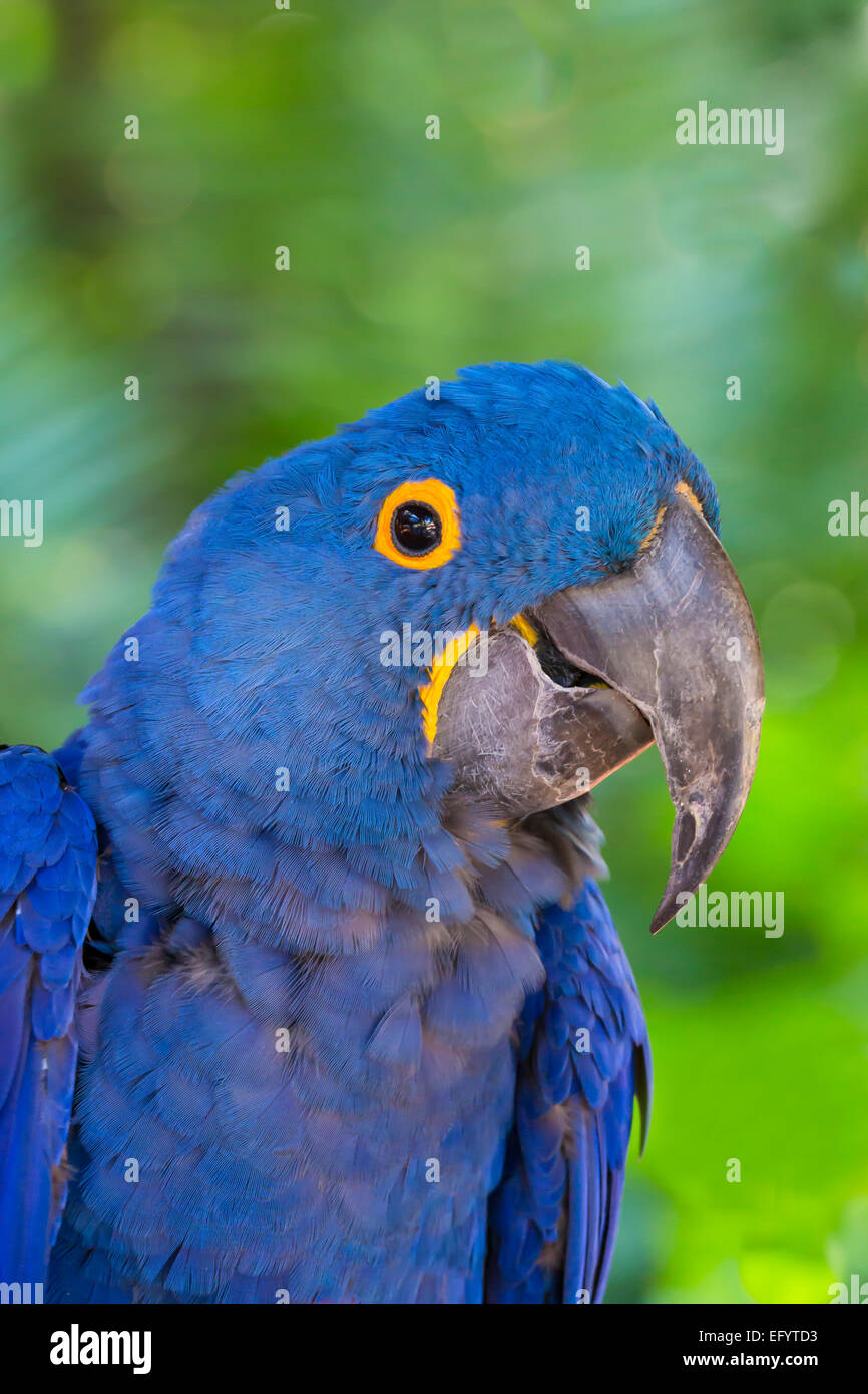 Ingrandimento di singole giacinto blu Macaw o Hyacinthine Macaw, Anodorhynchus hyacinthinus Foto Stock