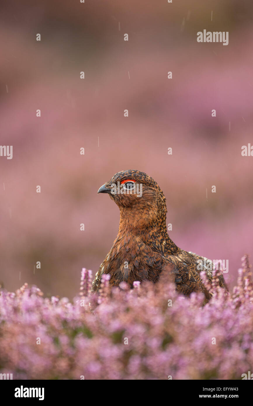 Gallo Red Grouse in pioggia, Sat in fioritura viola / Rosa Heather Moorland, North Yorkshire, Regno Unito Foto Stock