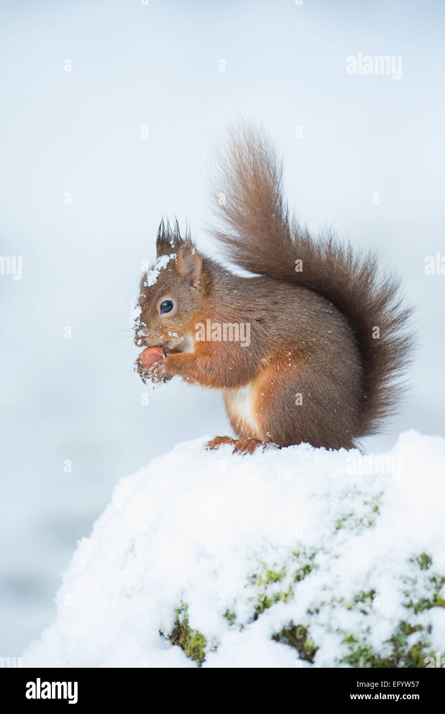 Scoiattolo rosso alimentando il dado nella neve, Yorkshire Dales, REGNO UNITO Foto Stock