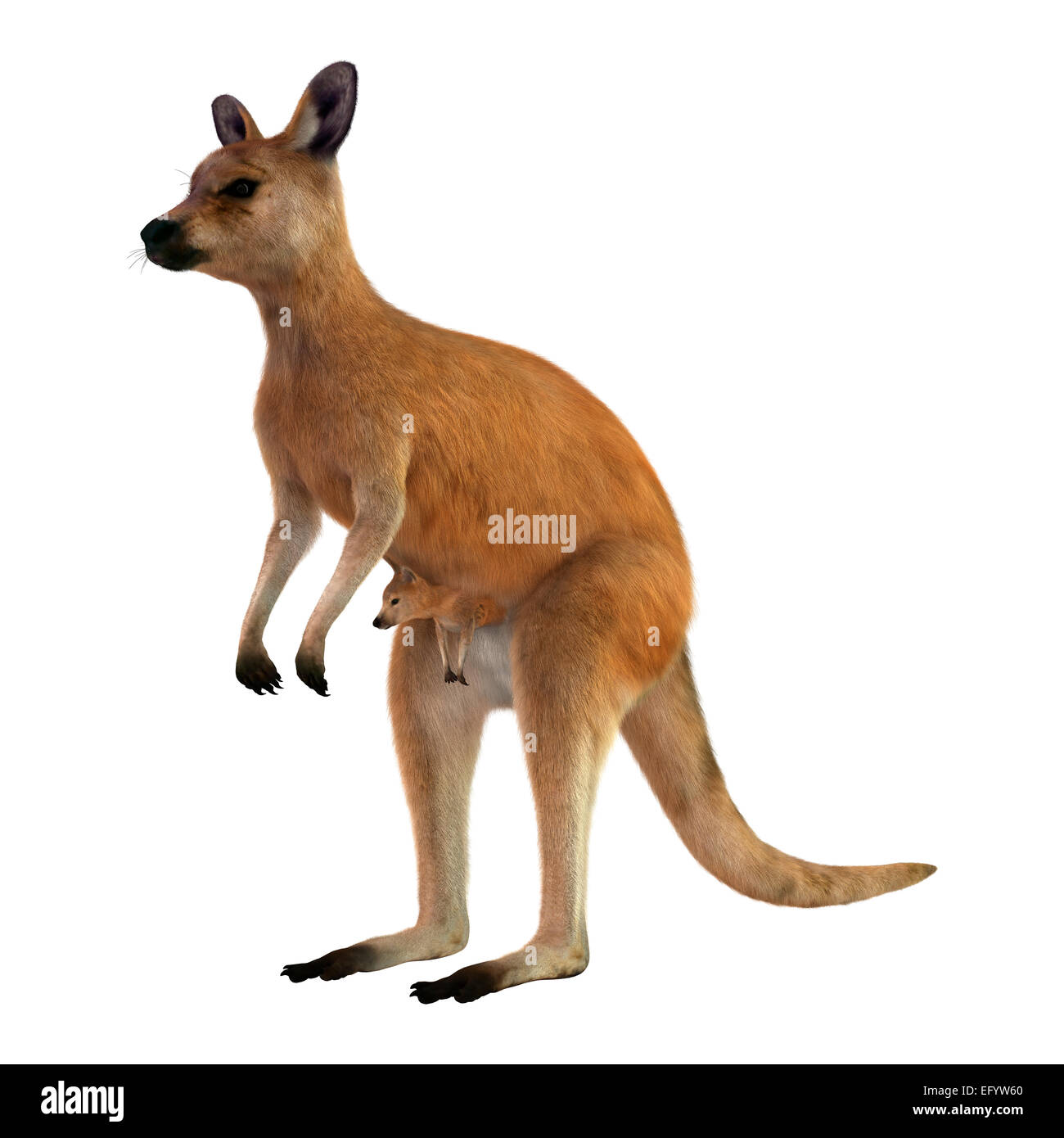 Animale da marsupio Immagini senza sfondo e Foto Stock ritagliate - Alamy