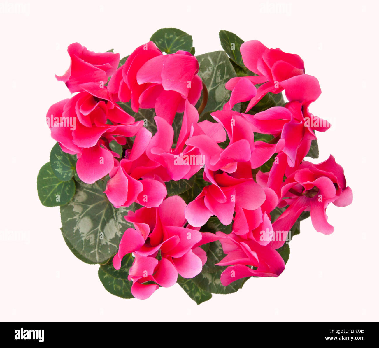 Cyclamen persicum-ibrido. Potted Cyclamen persicum (un grande 'fioristi' cultivar'). Tagliare fuori da sopra. Foto Stock