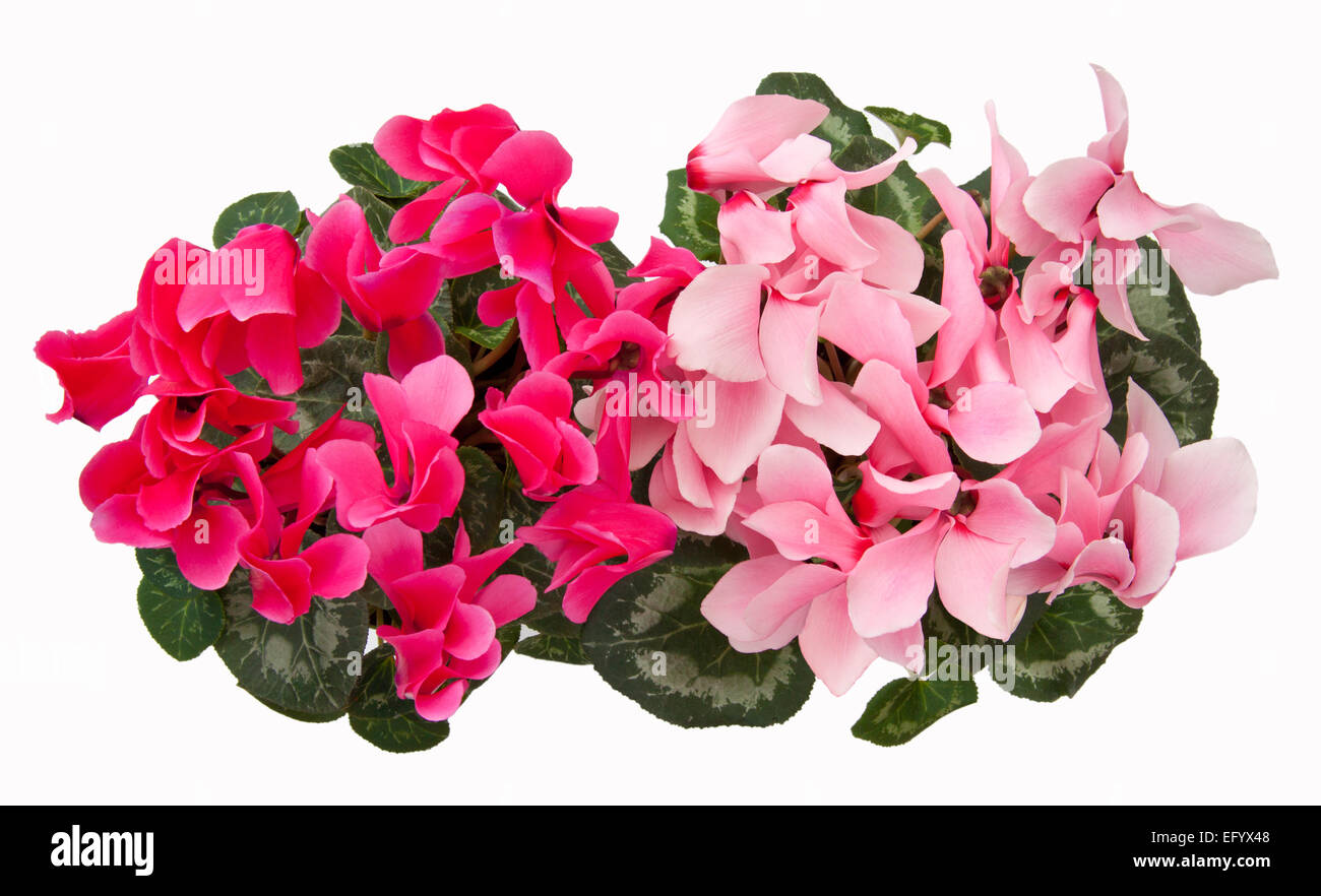 Cyclamen persicum-ibrido. Potted Cyclamen persicum (un grande 'fioristi' cultivar') isolato su uno sfondo bianco. Foto Stock
