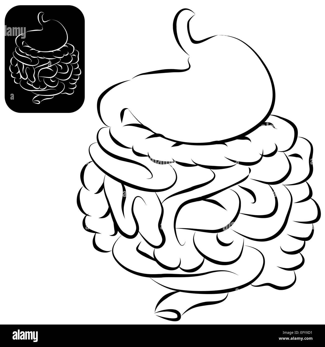 Una immagine di un apparato digestivo umano in una spazzolata calligrafico stile. Foto Stock