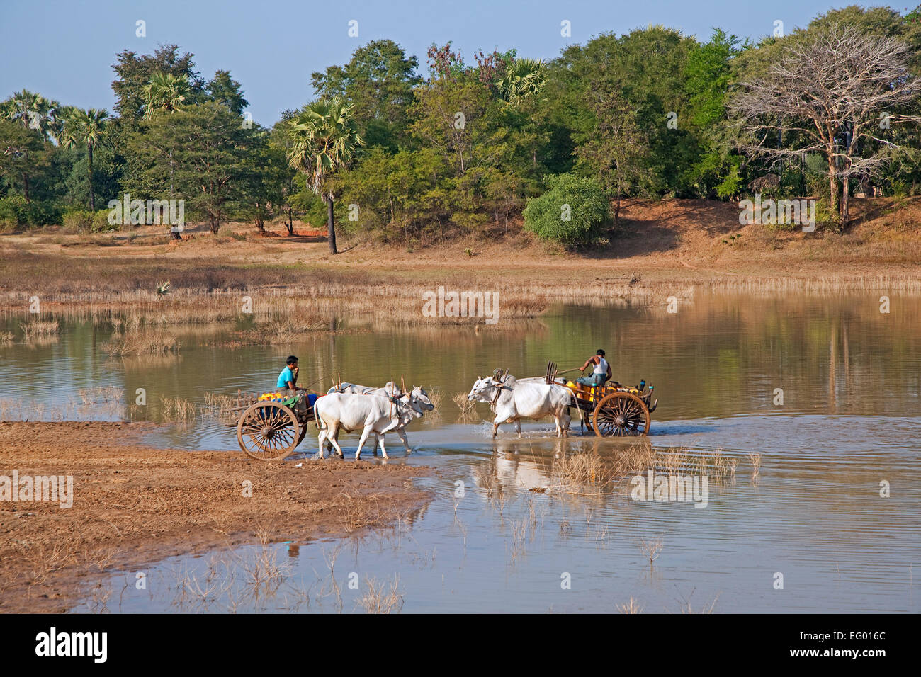 Carro Trainato Da Buoi Immagini E Fotos Stock Alamy