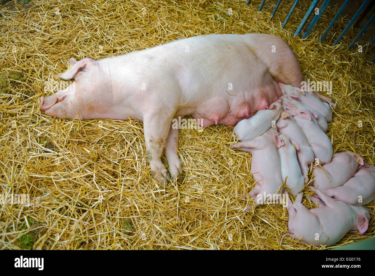 Una scrofa i suini e i suinetti addormentato nel fieno Foto Stock