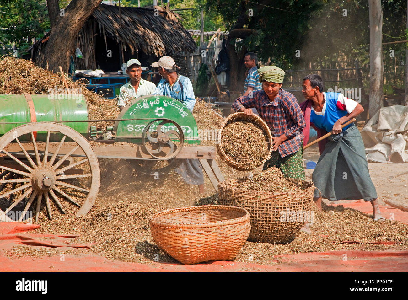 Lavoratori di manuale di taglio del raccolto di riso con apparato trebbiante trebbiatura / macchina, Mandalay Regione, Myanmar / Birmania Foto Stock
