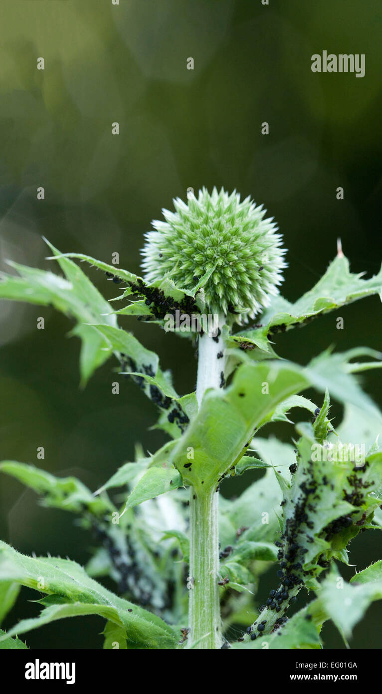 BT9R93 globe thistle impianto coperto con blackfly infestazione Foto Stock