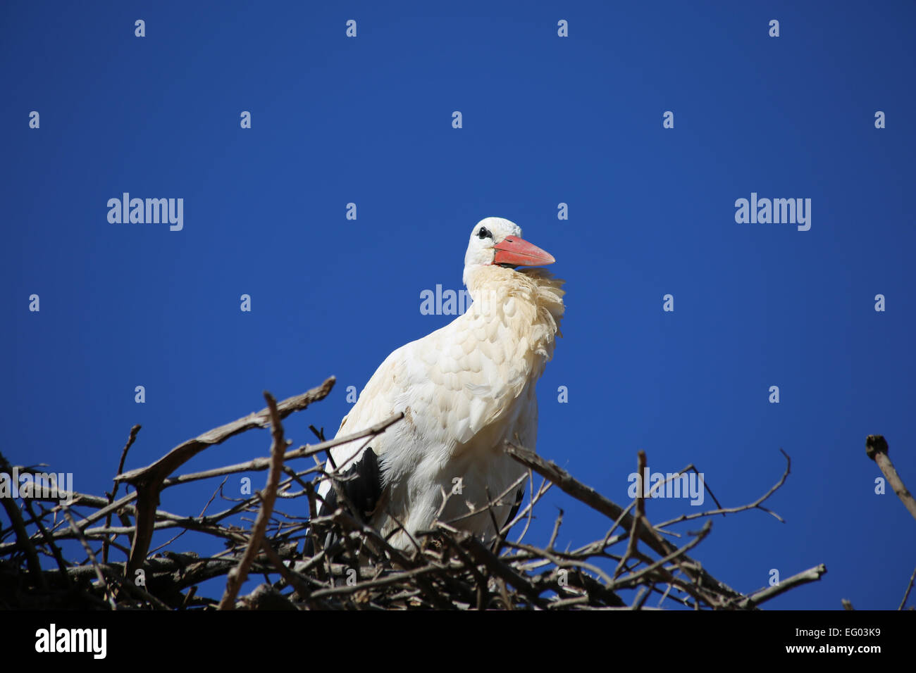 Cicogna europea sul nido con cielo blu sullo sfondo Foto Stock