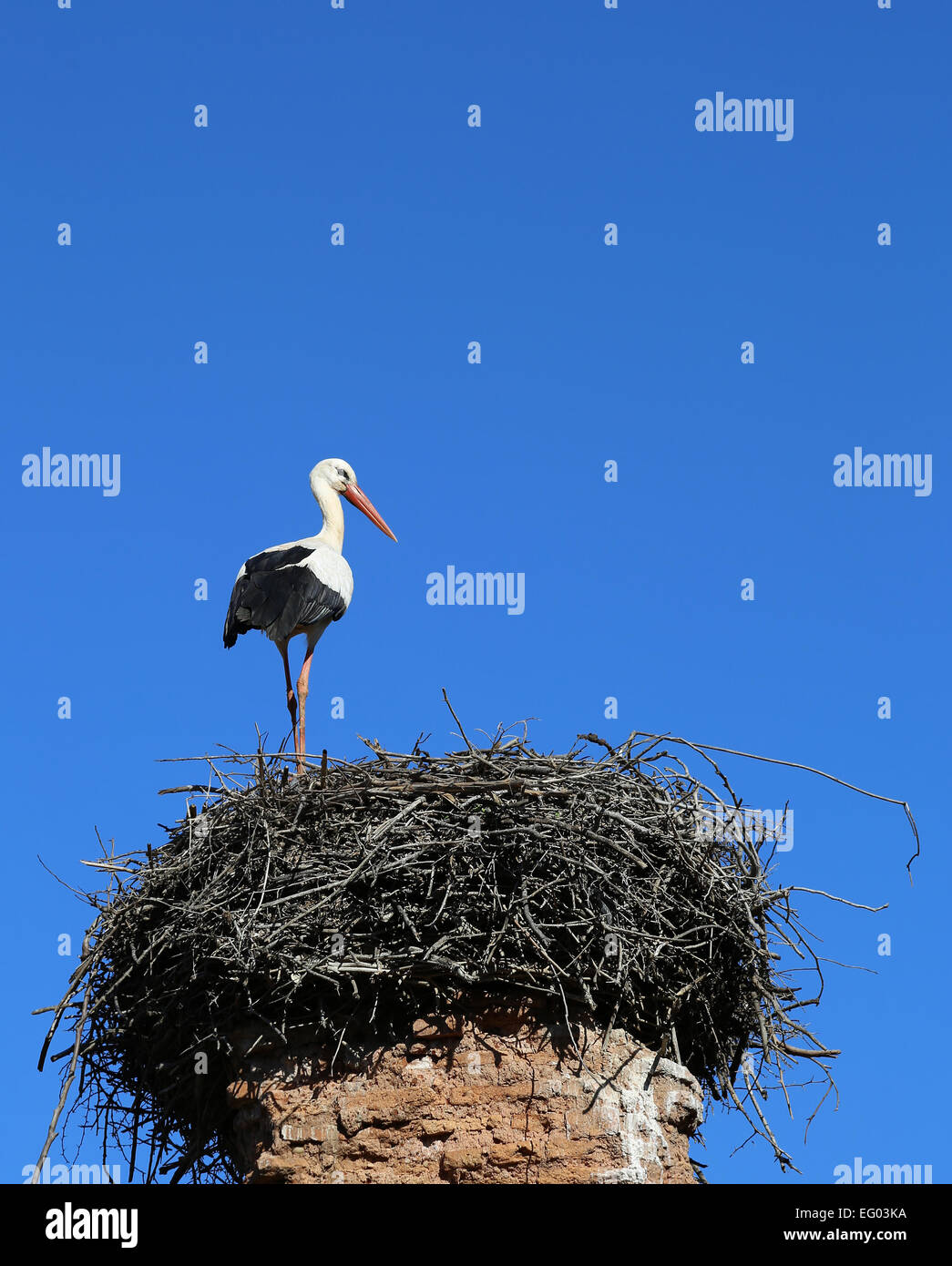 Cicogna europeo permanente sulla nest Foto Stock