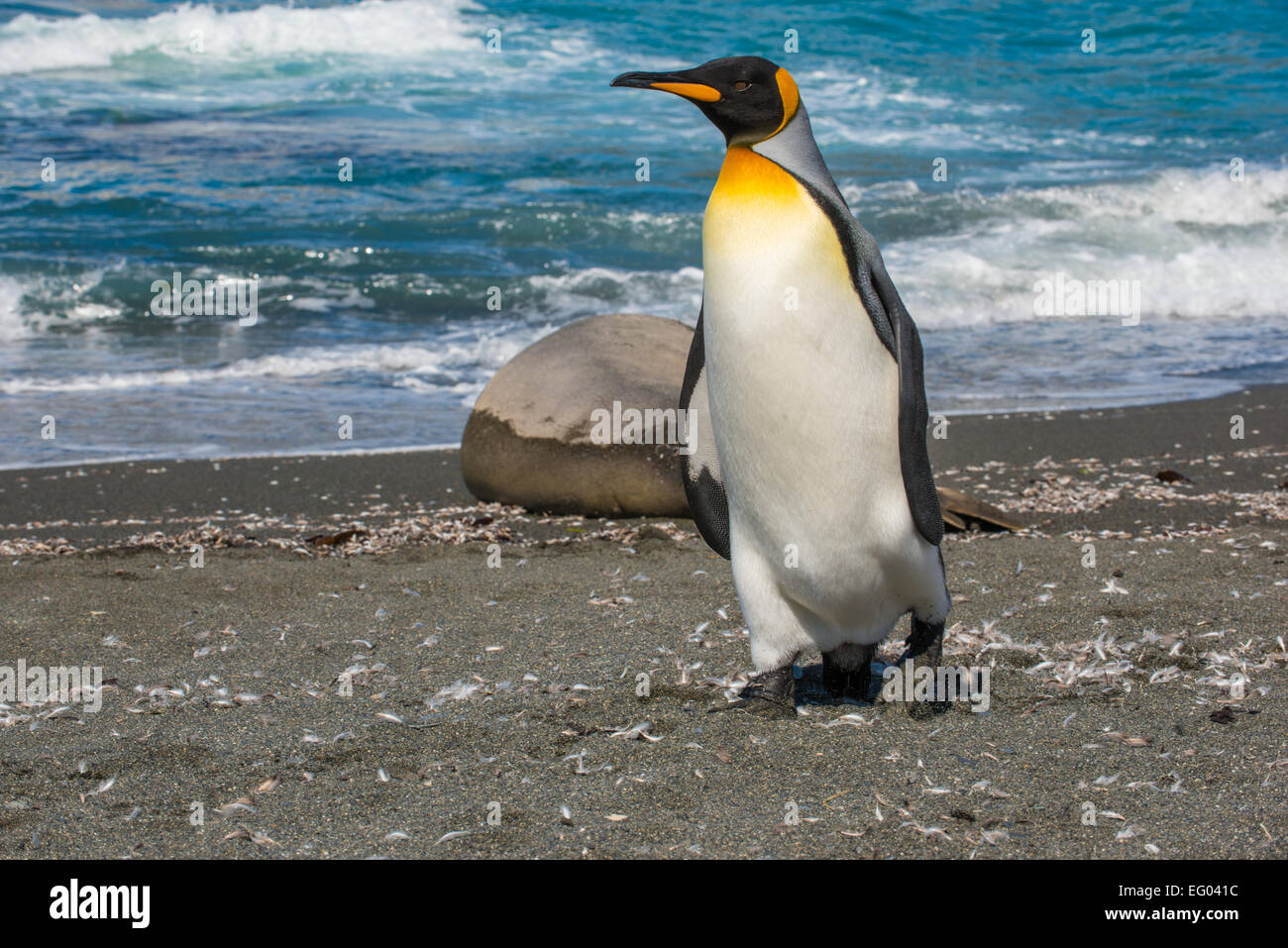 Pinguino reale (Aptenodytes patagonicus) al Porto Oro litorale, Georgia del Sud, l'Antartide, Georgia del Sud Antartide Foto Stock