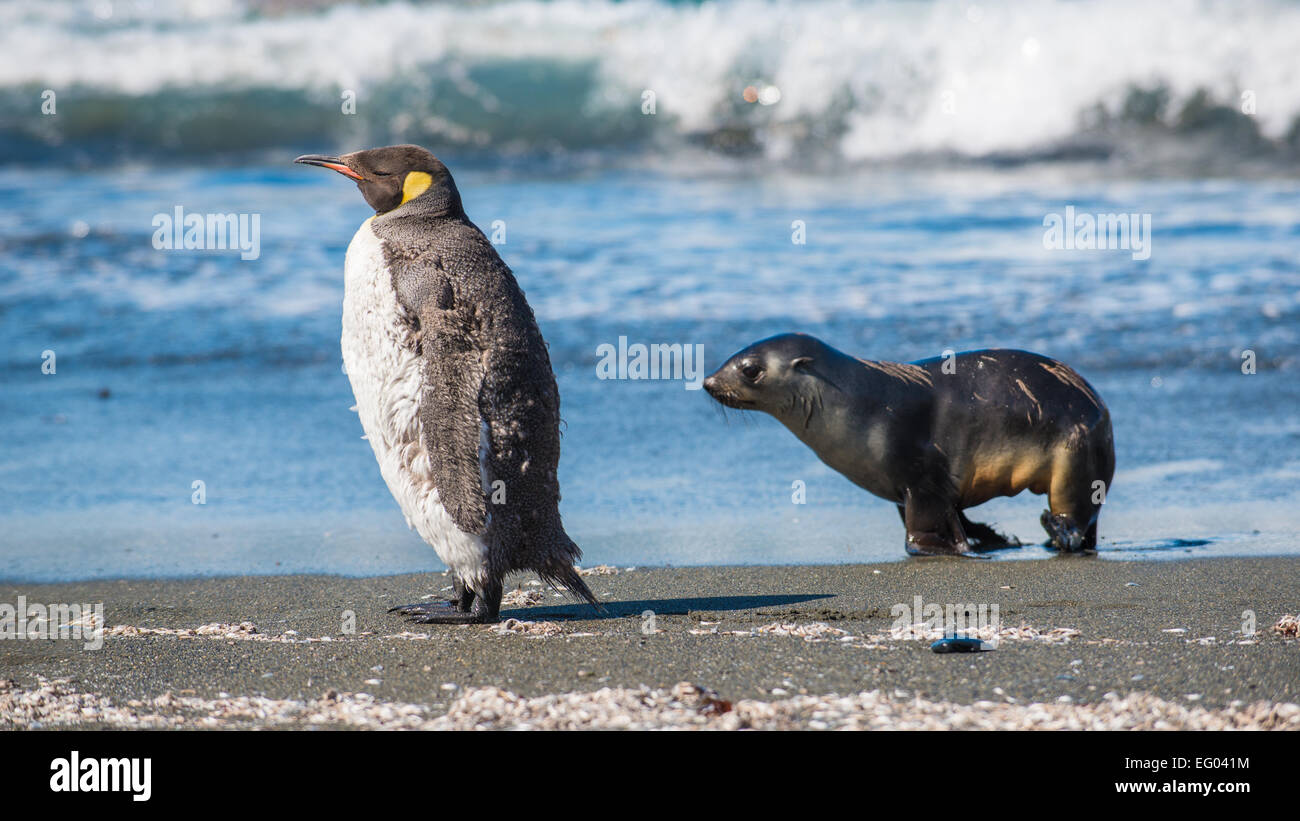 Moulting pinguino reale (Aptenodytes patagonicus) al Porto Oro litorale, Georgia del Sud, l'Antartide, Georgia del Sud Antartide Foto Stock