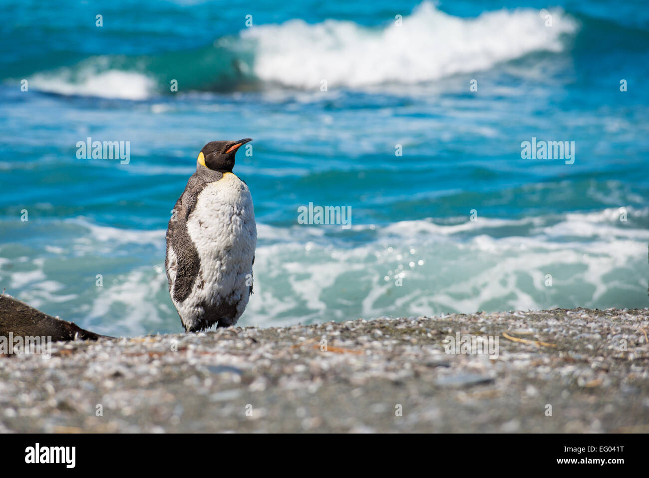 Moulting pinguino reale (Aptenodytes patagonicus) al Porto Oro litorale, Georgia del Sud, l'Antartide, Georgia del Sud Antartide Foto Stock
