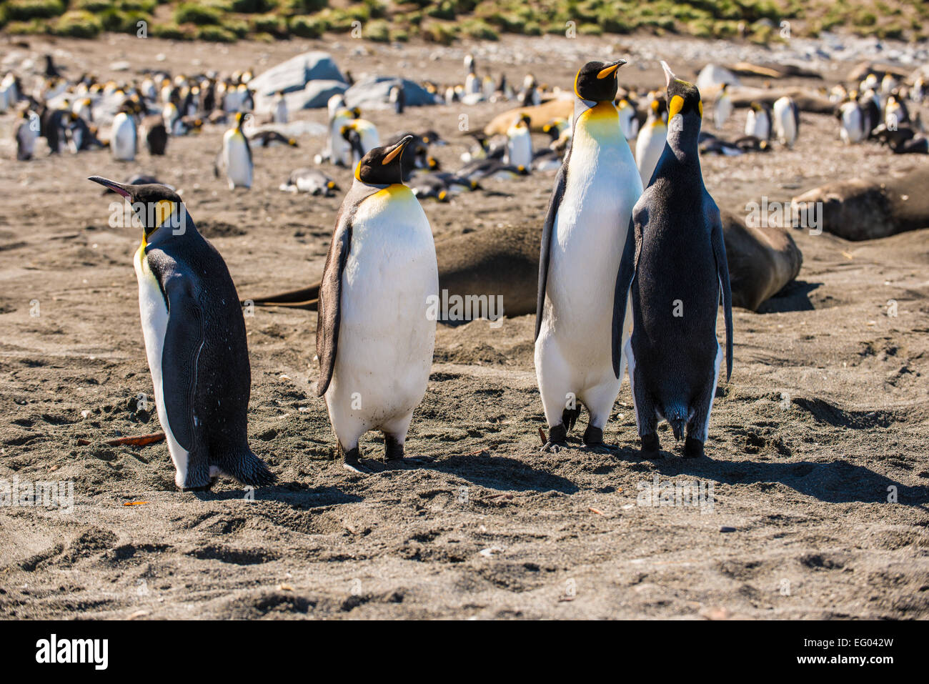 Pinguino reale (Aptenodytes patagonicus) al porto di oro, Georgia del Sud Antartide Foto Stock