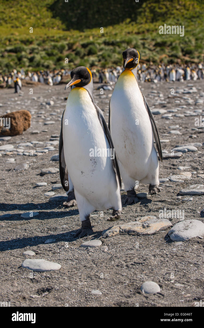 Re pinguini (Aptenodytes patagonicus) marciando nella fase a Gold Harbour, Georgia del Sud Antartide Foto Stock