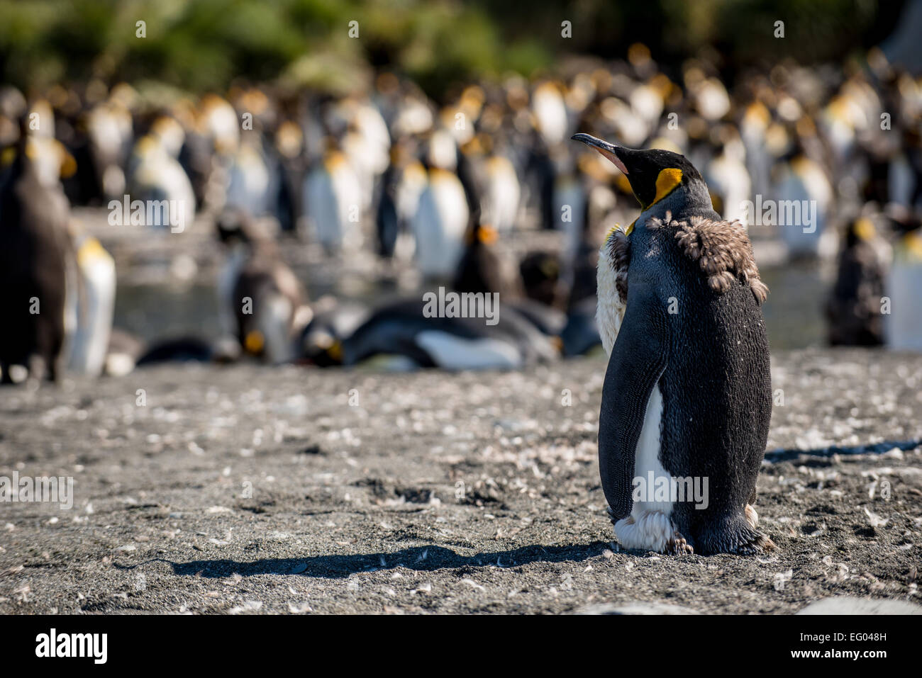 Pinguino reale (Aptenodytes patagonicus) moulting al Porto di oro, Georgia del Sud Antartide Foto Stock
