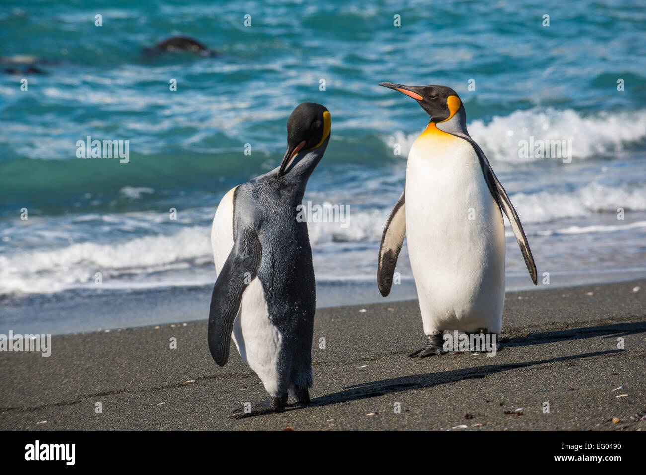 Pinguino reale (Aptenodytes patagonicus) rimozione moulting piume al Porto di oro, Georgia del Sud Antartide Foto Stock