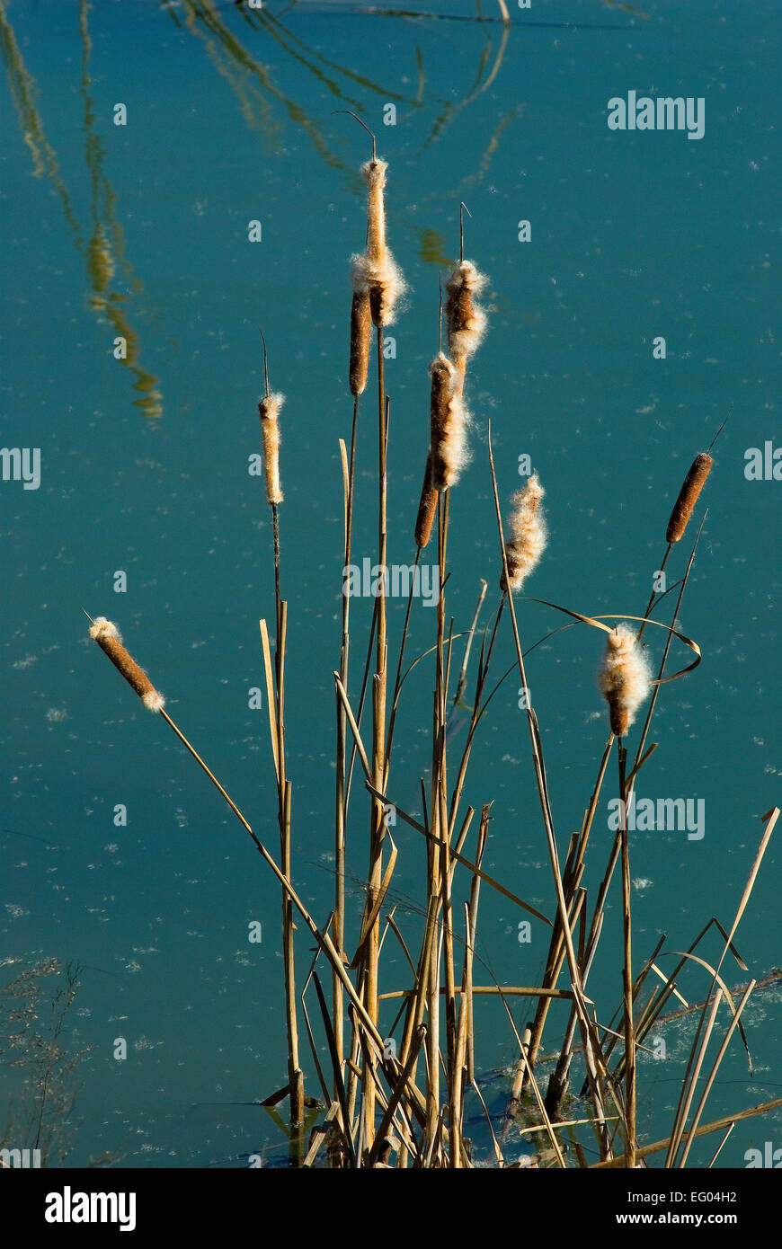 Bulrush minore, tifa (Typha angustifolia), Lago Trasimeno, Umbria, Italia Foto Stock