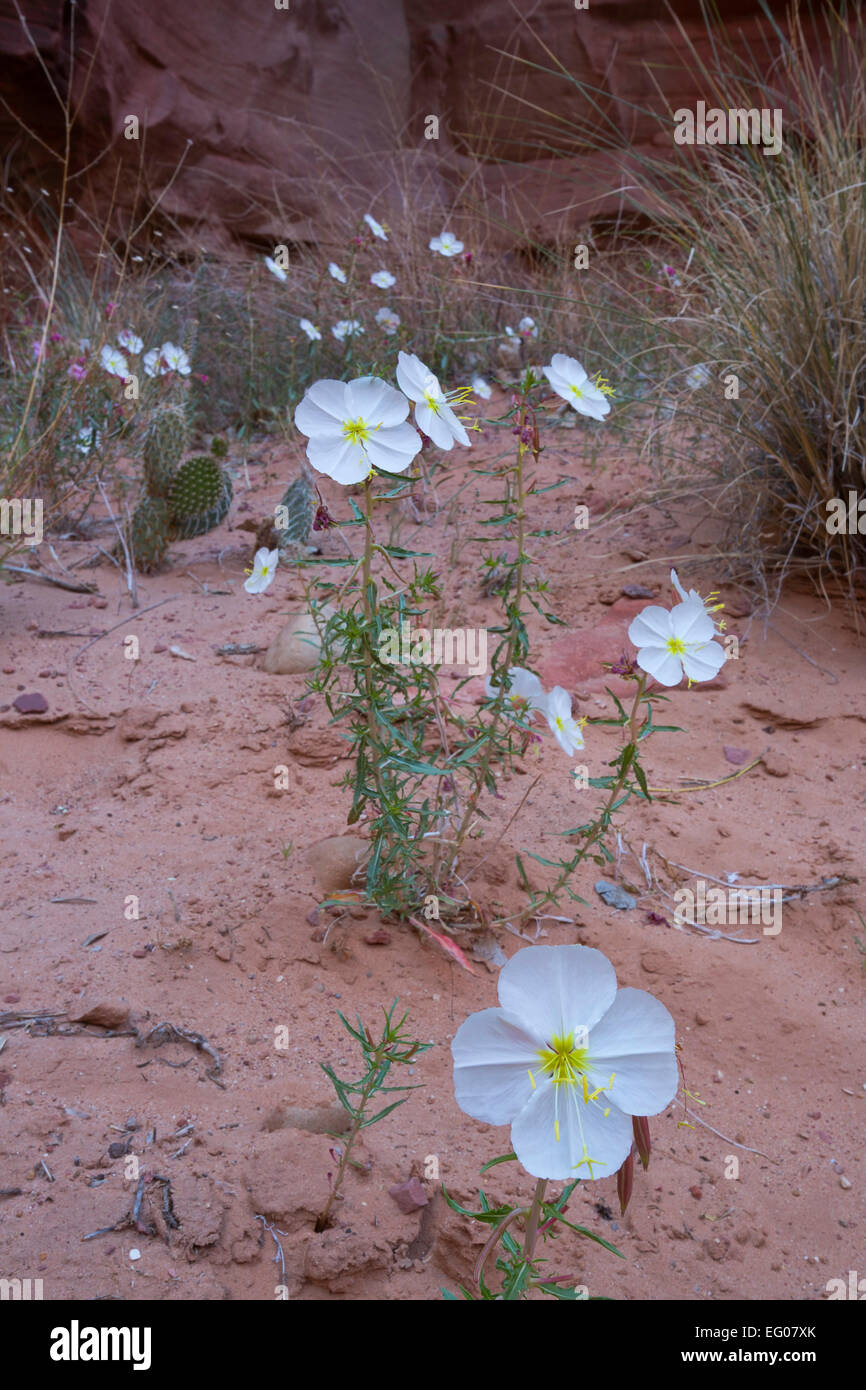 Evening Primerose (Onagraceae) in Coyote Gulch in Utah. molla. Foto Stock