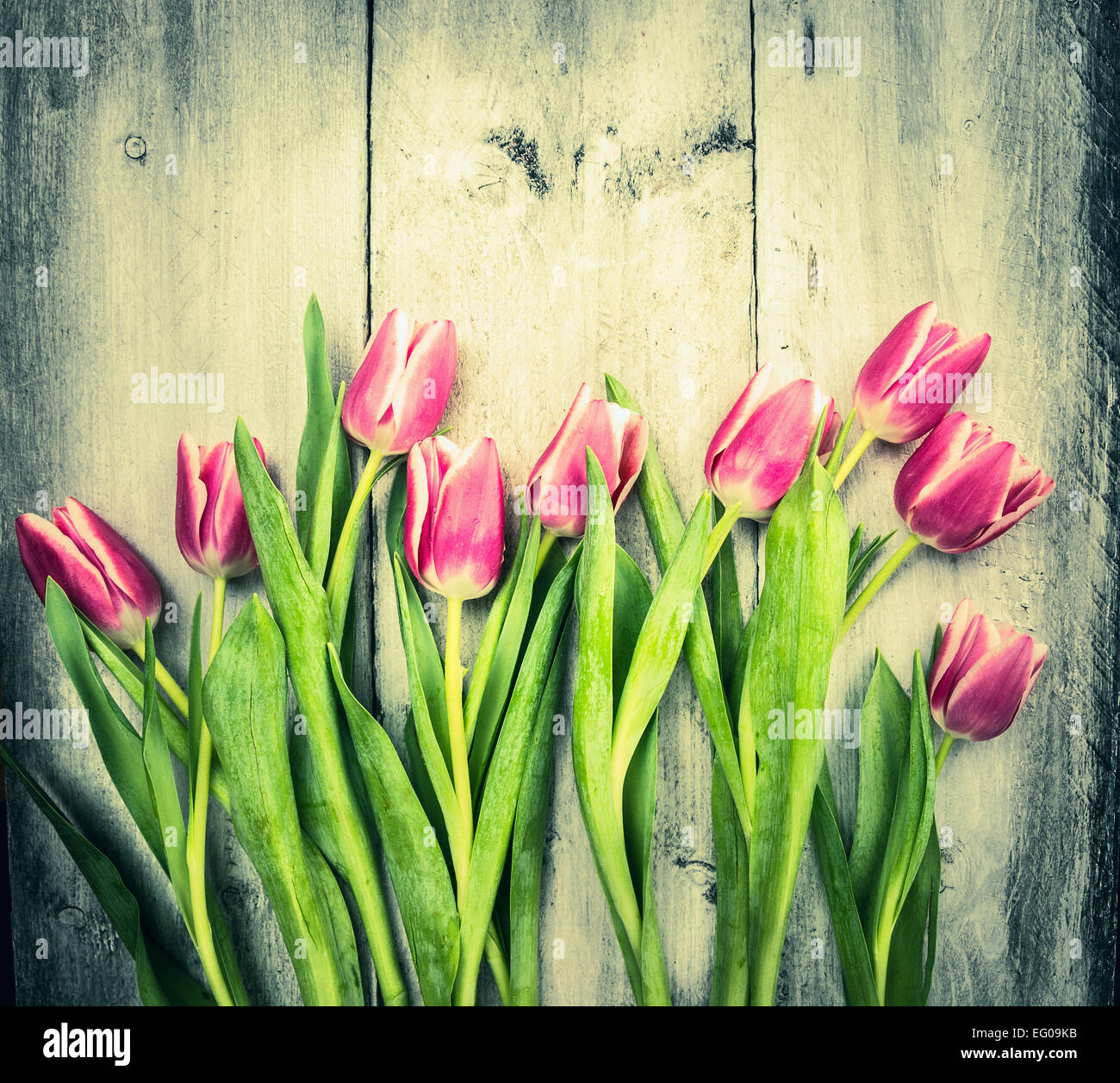 Tulipani rosa sul vecchio sfondo di legno, tonificante Foto Stock
