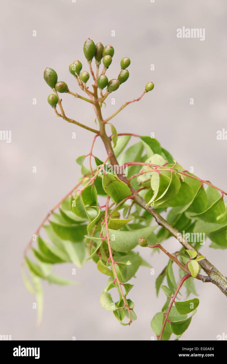 Impianto di Curry - Murraya Koenigii semi Foto Stock