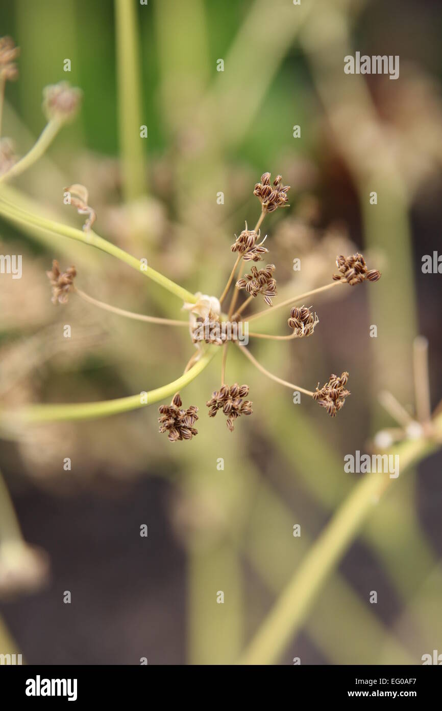 Chiudere i dettagli di cinesi sedano Apium graveolens semi Foto Stock