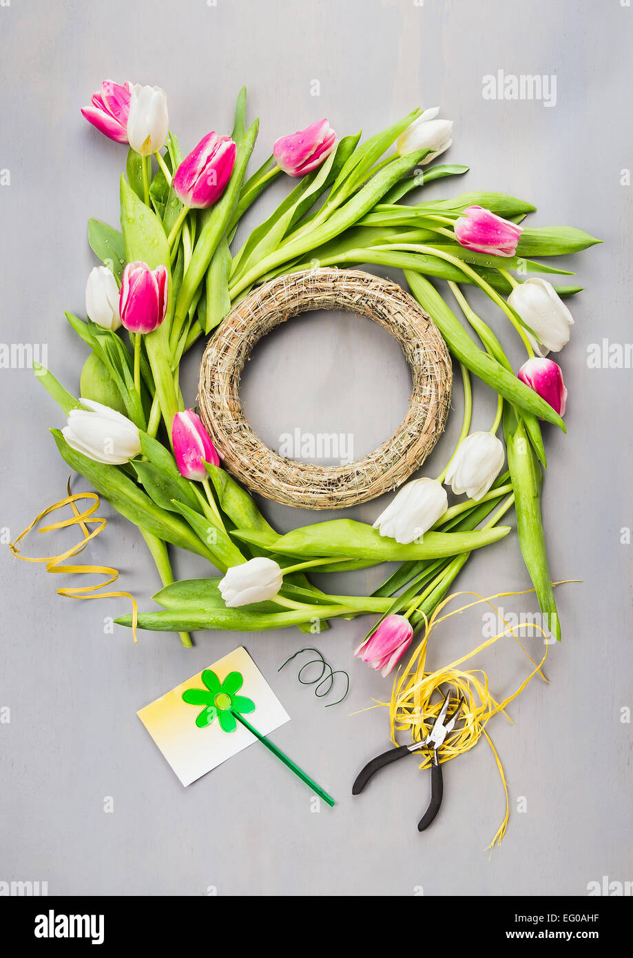 La molla tulipani ghirlanda di fiori realizzando su uno sfondo grigio , vista superiore Foto Stock